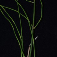 Equisetum ramosissimum  Desf.